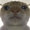 萌宠 猫咪 哭 呆萌 可爱