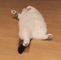 猫咪 可爱 搞怪 日常