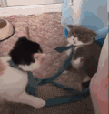 萌宠 猫咪 打你 呆萌 可爱