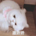 萌宠 猫 撒娇 可怜 呆萌 可爱