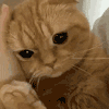 萌宠 猫咪 摸头 呆萌 可爱