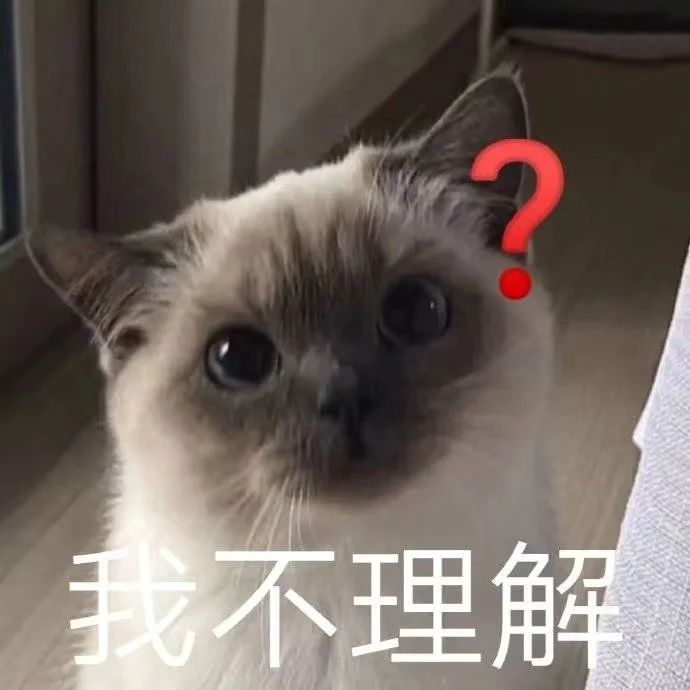 萌宠猫咪我不理解呆萌可爱gif动图