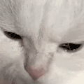萌宠 猫咪 哭了 呆萌 可爱