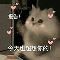 萌宠 猫咪 报告今天也超想你的 呆萌 可爱