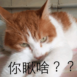 你瞅啥gif猫gif搞怪gif逗gif