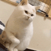 萌宠 猫咪 手抖 呆萌 可爱