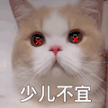 萌宠 猫咪 少儿不宜 呆萌 可爱