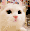 萌宠 猫咪 好奇 呆萌 可爱