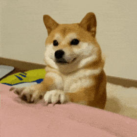 萌宠 狗狗 开心 呆萌 可爱