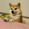 萌宠 狗狗 开心 呆萌 可爱