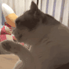 萌宠 猫咪 舔 呆萌 可爱