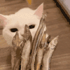 萌宠 猫咪 吃 呆萌 可爱