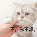 萌宠 猫咪 不，你不想 呆萌 可爱