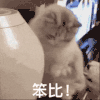 萌宠 猫咪 笨蛋 呆萌 可爱