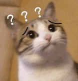 萌宠 猫咪 ？？？ 呆萌 可爱