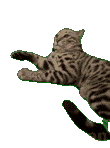 萌宠 猫咪 鬼畜 呆萌 可爱