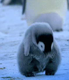 小企鹅冲击动态表情包图片