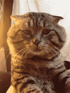 猫咪魔性表情包gif图片