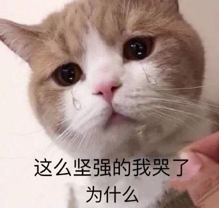 委屈流泪的猫咪表情包图片