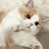 萌宠 猫咪 打你 呆萌 可爱