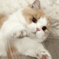 萌宠 猫咪 打你 呆萌 可爱