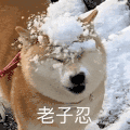 萌宠 狗狗 老子忍 呆萌 可爱