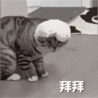 萌宠 猫咪 拜拜 呆萌 可爱