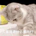 萌宠 猫咪 人家就是什么都不行 呆萌 可爱