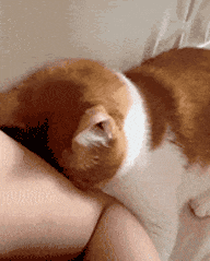 萌宠 猫咪 睡觉 呆萌 可爱