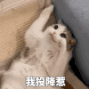 萌宠 猫咪 我投降惹 呆萌 可爱