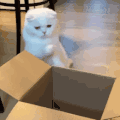萌宠 猫咪 打你 呆萌 可爱