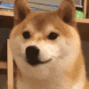 萌宠 狗狗 生气 呆萌 可爱