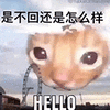 萌宠 猫咪 是不回还是怎么样 呆萌 可爱