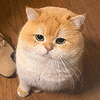 萌宠 猫咪 哭了 呆萌 可爱