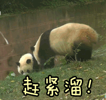 大熊猫搞笑gif图片