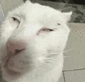 萌宠 猫咪 懵 呆萌 可爱
