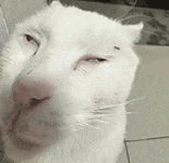 萌宠 猫咪 懵 呆萌 可爱