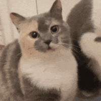 萌宠 猫咪 吃 呆萌 可爱