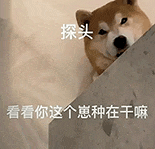 萌寵 貓咪 呆萌 可愛