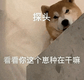 萌宠 猫咪 呆萌 可爱