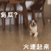 萌宠 狗狗 有瓜火速赶来 呆萌 可爱