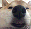 狗狗 怼脸 沙雕 搞笑1逗