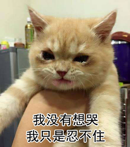 猫猫落泪表情包图片