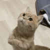 萌宠 猫咪 开心 呆萌 可爱