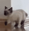 萌宠 猫咪 走路 呆萌 可爱