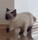 萌宠 猫咪 走路 呆萌 可爱
