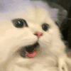 萌宠 猫咪 激动 呆萌 可爱