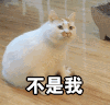 萌宠 猫咪 不是我 呆萌 可爱