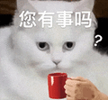 萌宠 猫咪 您有事吗 呆萌 可爱