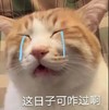 萌宠 猫星人 这日子可咋过啊 难受 呆萌 可爱